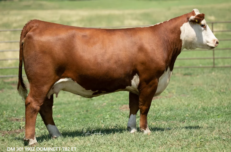DM 301 190Z Dominett 782 ET