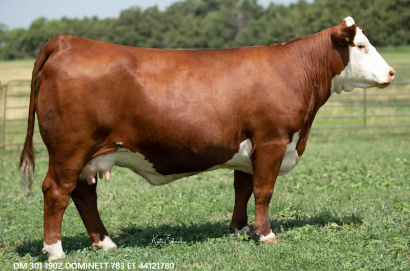 DM 301 190Z Dominett 783 ET