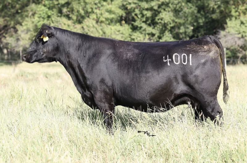 DVAR Henrietta Pride 4001