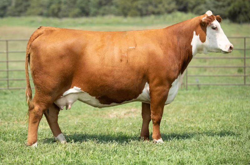 HH Miss Advance 4020B