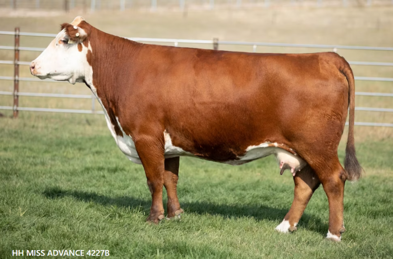 HH Miss Advance 4227B