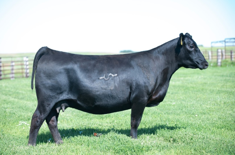 Hoffman 3210 Rita Lady 0256