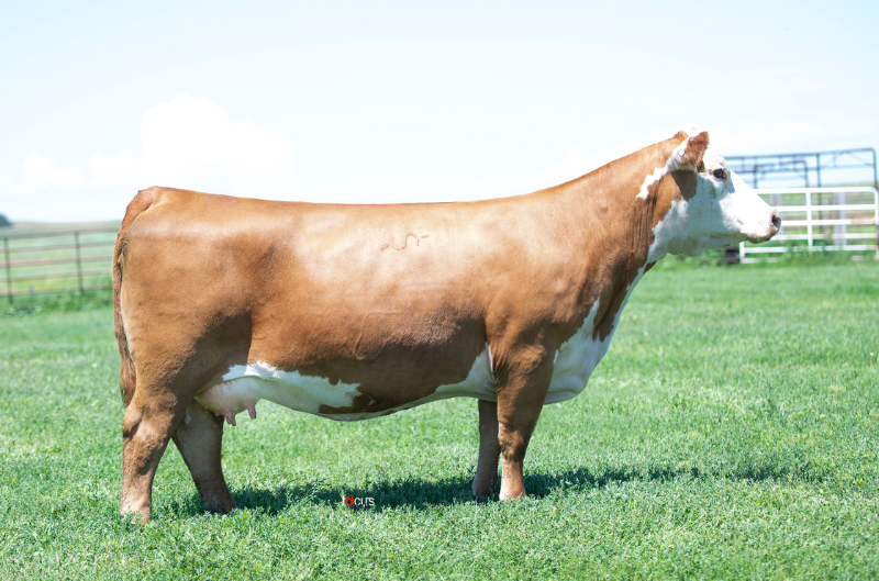 K&B Sarah 842 F