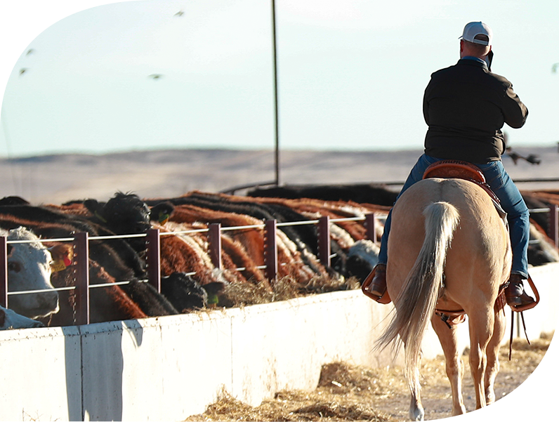 Stellpflug Cattle Company
