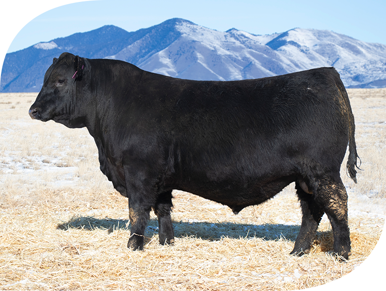 bull genetics