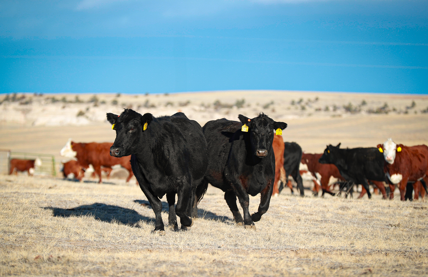 bull sale