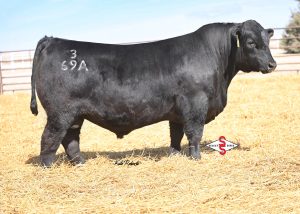 Connealy Cornhusker