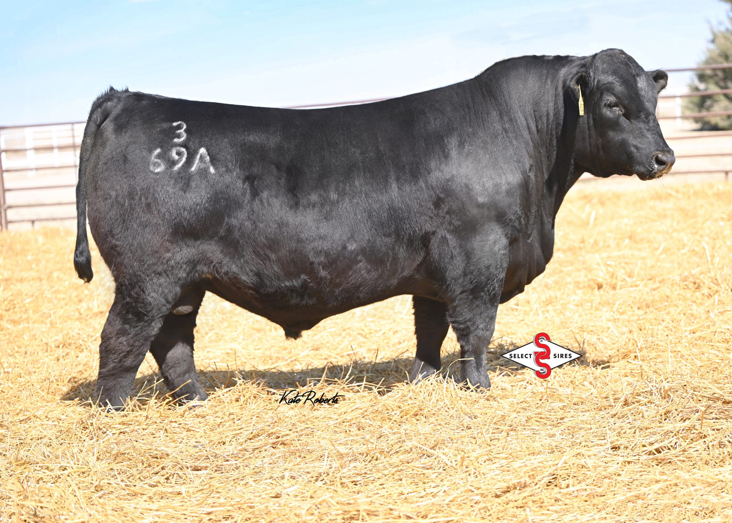 Connealy Cornhusker