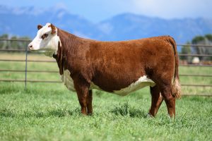 CHURCHILL LADY 4319M ET
