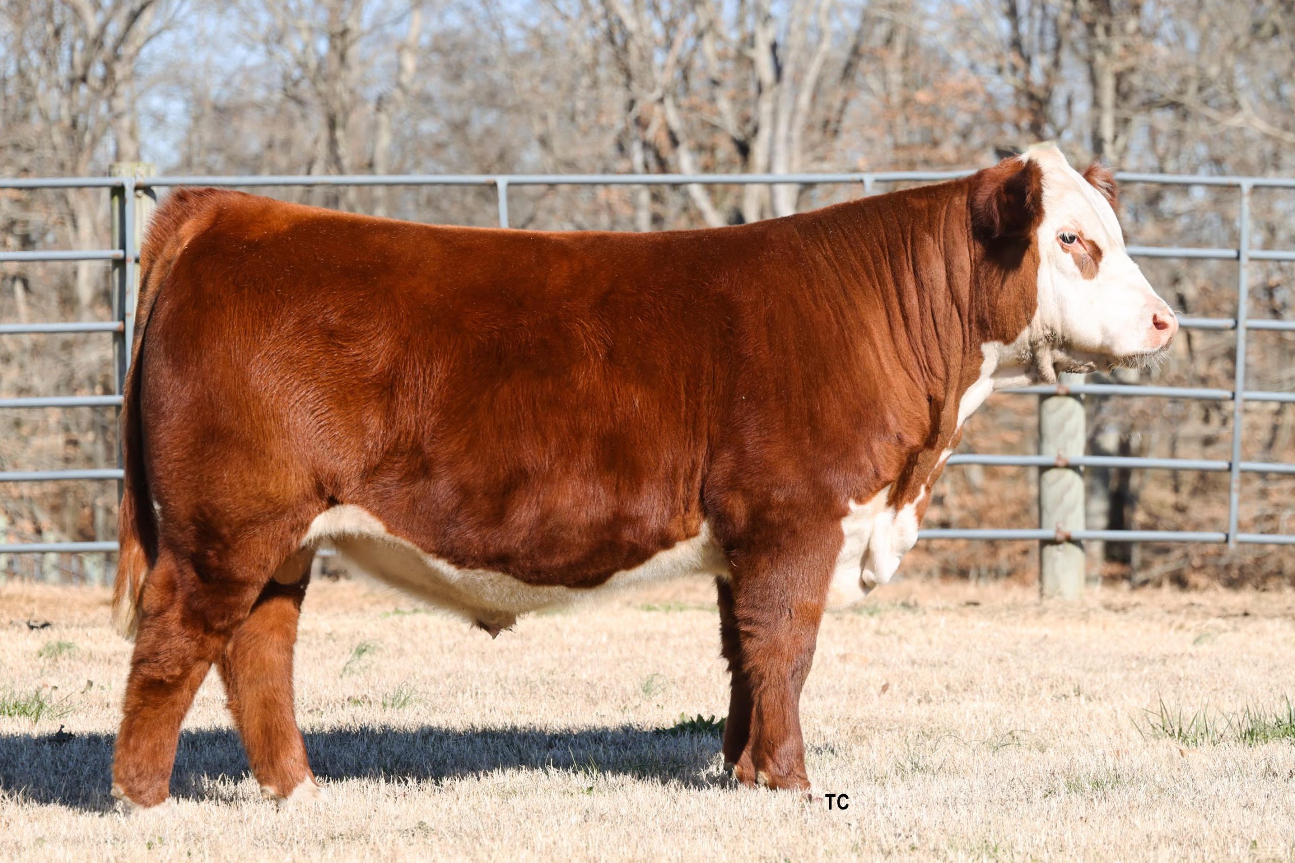 CLC AZV BACKIN THE SADDLE 399N